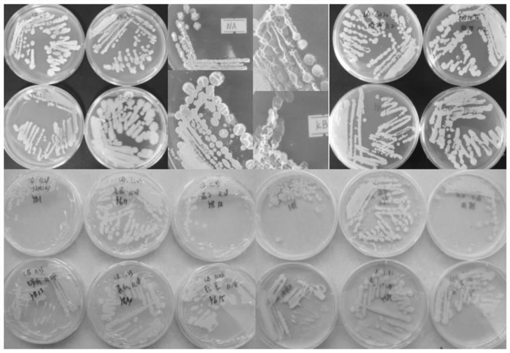 Bacillus amyloliquefaciens Yb-2 as well as separation method and application thereof