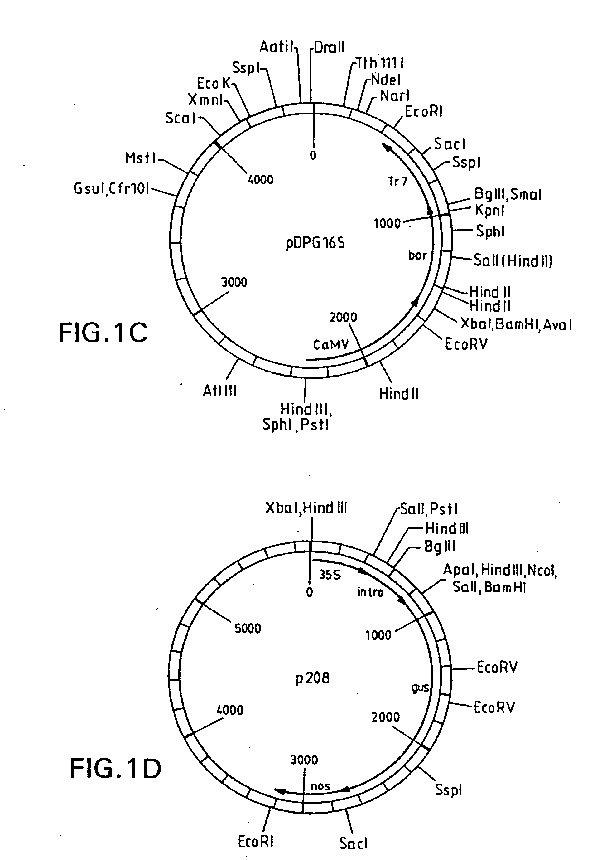 Methods and compositions for the production of stably transformed, fertile monocot plants and cells thereof