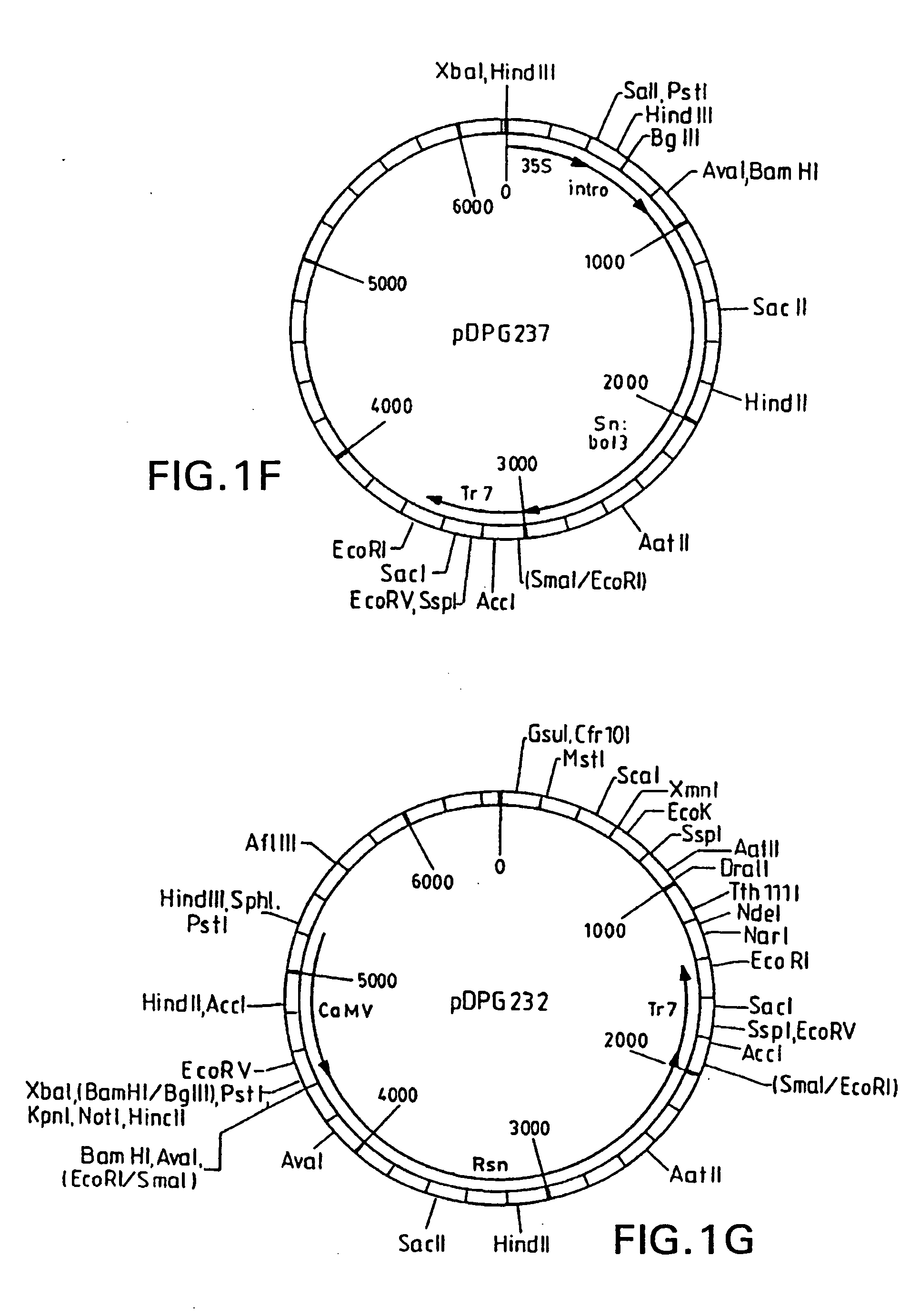 Methods and compositions for the production of stably transformed, fertile monocot plants and cells thereof