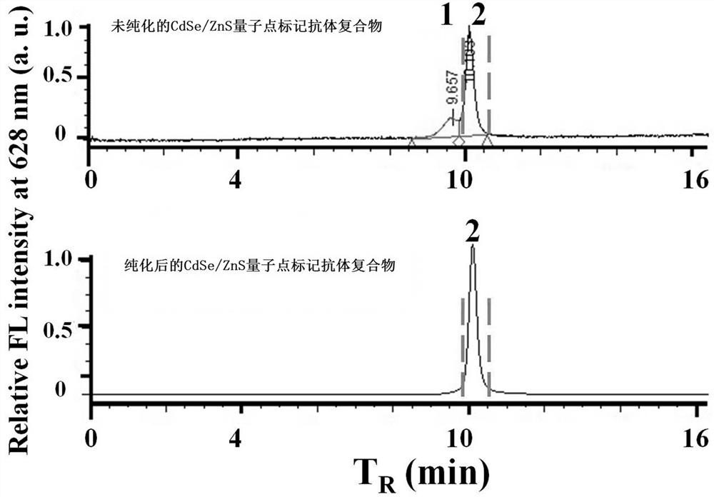 A quantum dot-labeled antibody probe test strip and its preparation method and application