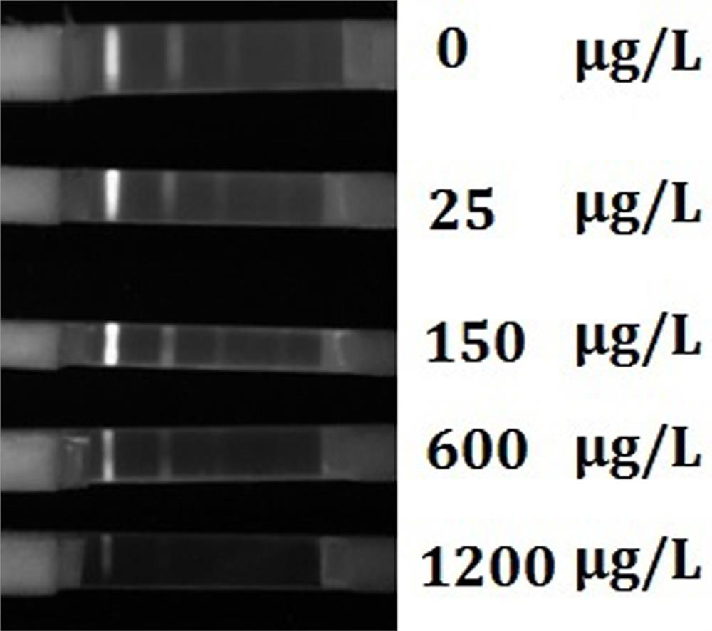 A quantum dot-labeled antibody probe test strip and its preparation method and application