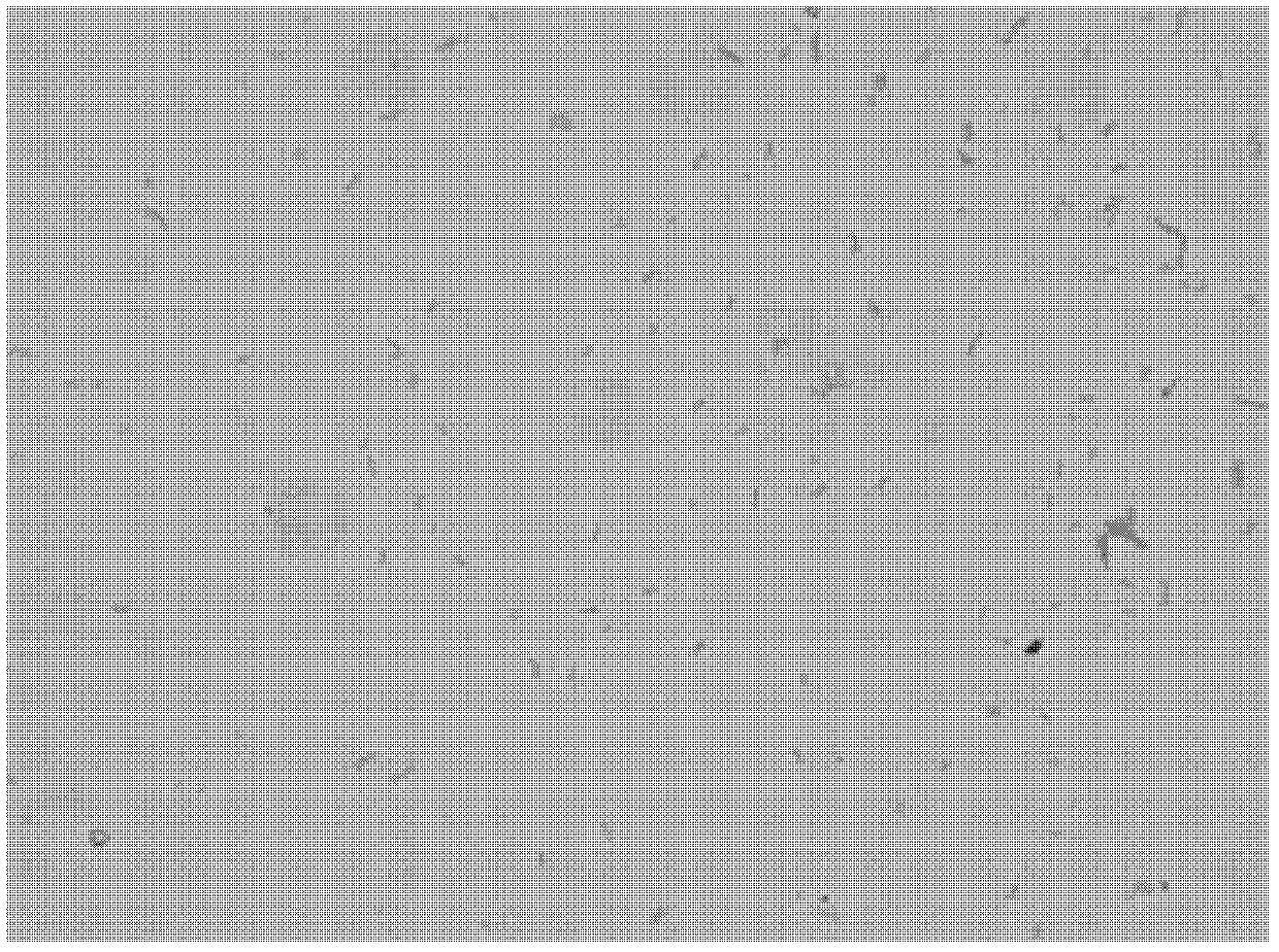 Oxalate-degrading strain NJODE1 and application thereof