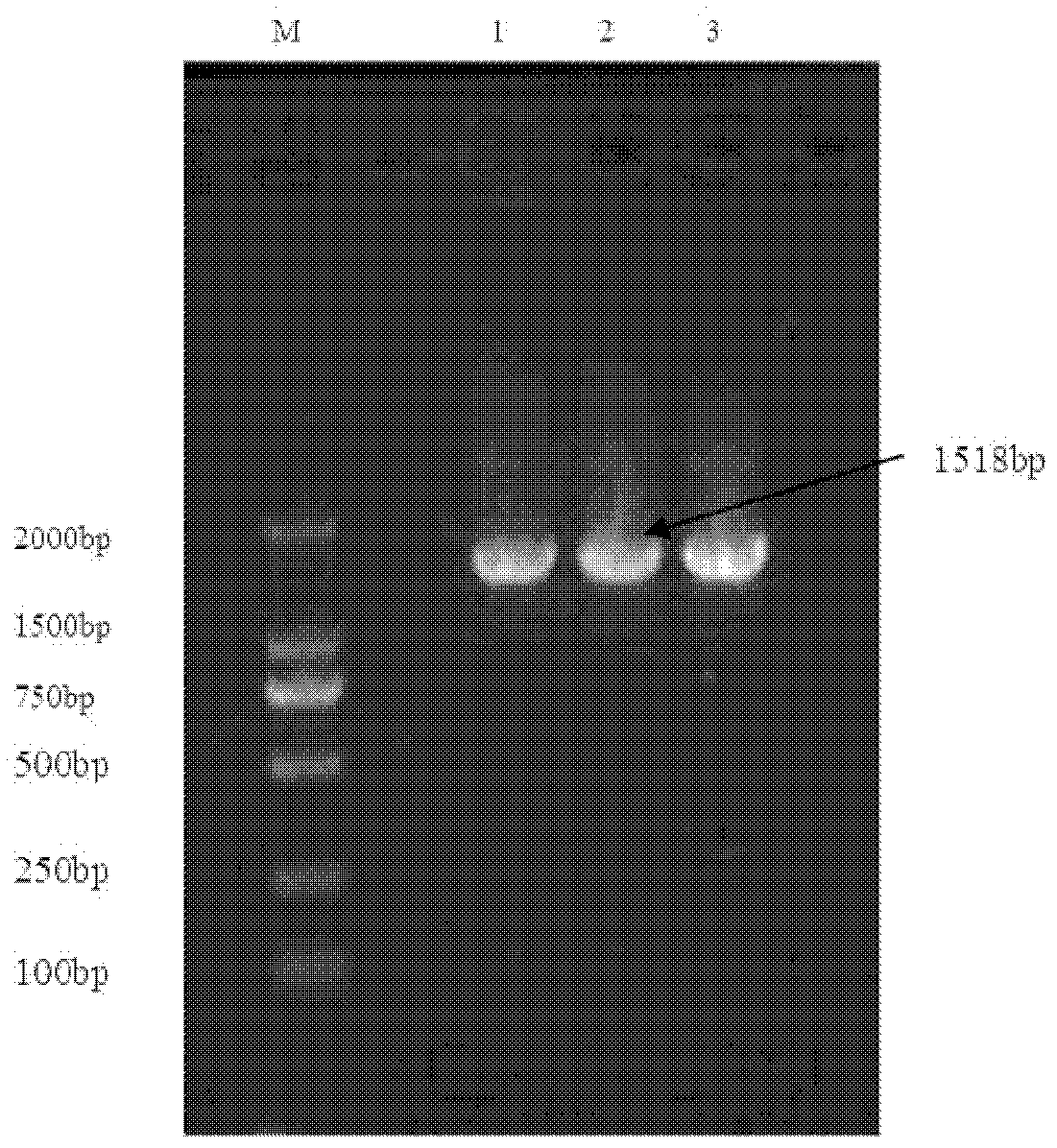 Oxalate-degrading strain NJODE1 and application thereof