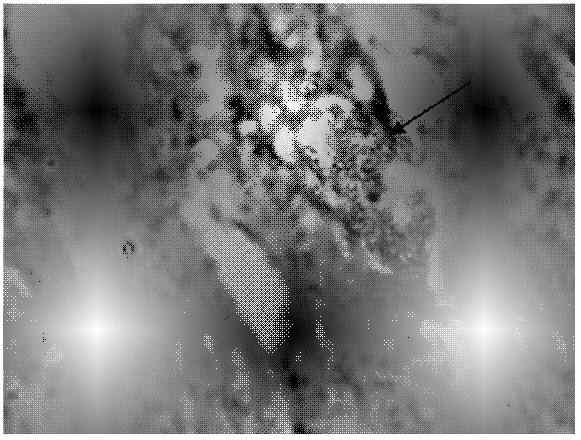 Oxalate-degrading strain NJODE1 and application thereof