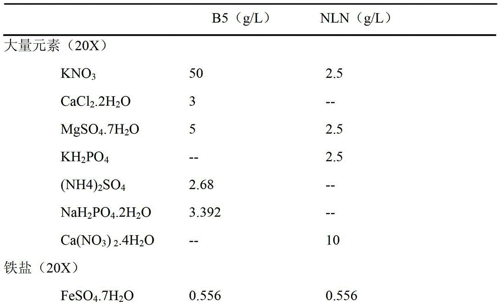 Method for improving embryogenesis efficiency and plant regeneration efficiency of stem nodule mustard microspore embryo