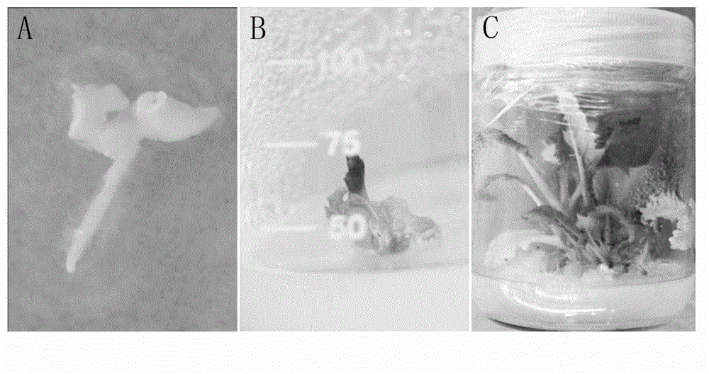 Method for improving embryogenesis efficiency and plant regeneration efficiency of stem nodule mustard microspore embryo