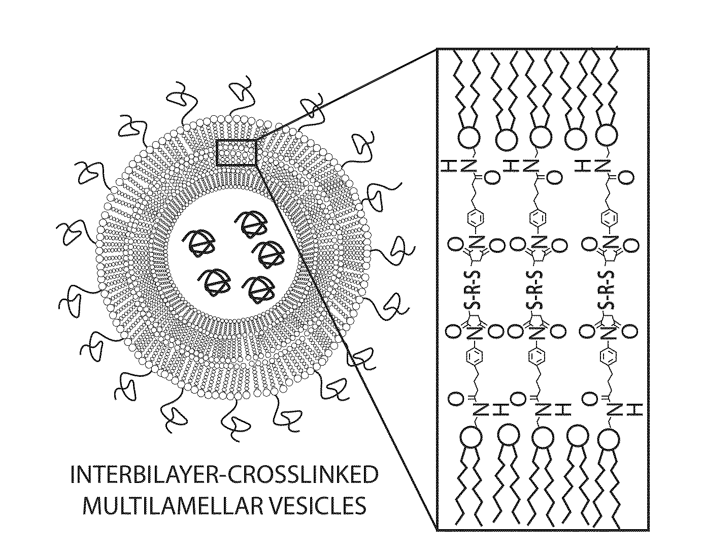 Lipid vesicle compositions and methods of use