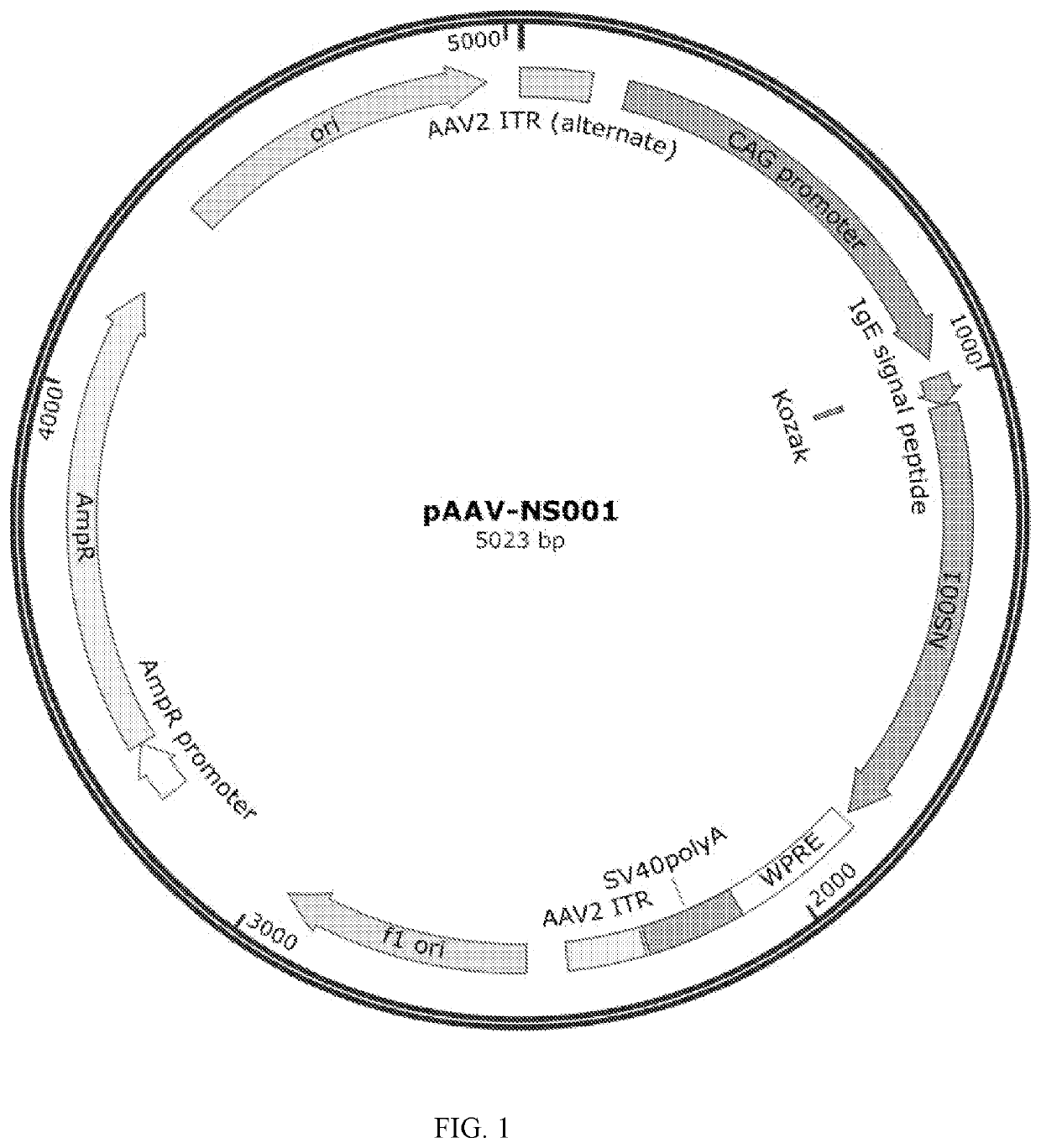 SARS-COV-2 Antigen Polypeptide, Recombinant Adeno-Associated Virus Expressing the Polypeptide, and Vaccine Containing the Virus