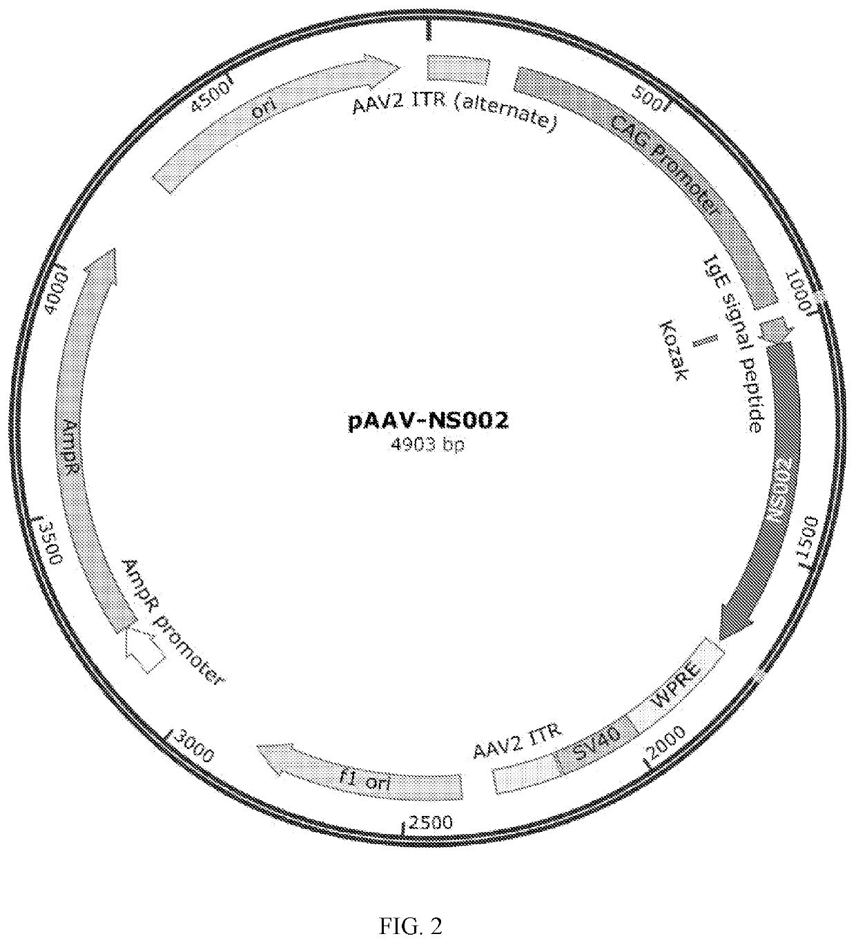 SARS-COV-2 Antigen Polypeptide, Recombinant Adeno-Associated Virus Expressing the Polypeptide, and Vaccine Containing the Virus