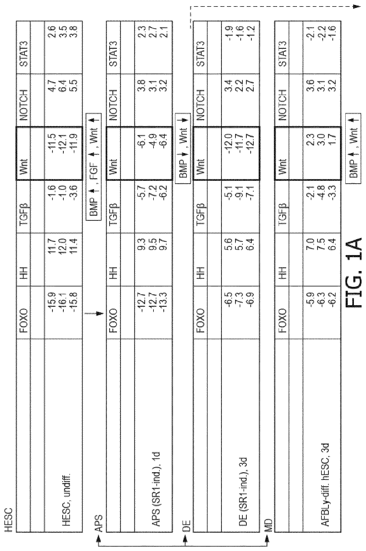 Functionalized substrate to manipulate cell function and differentiation