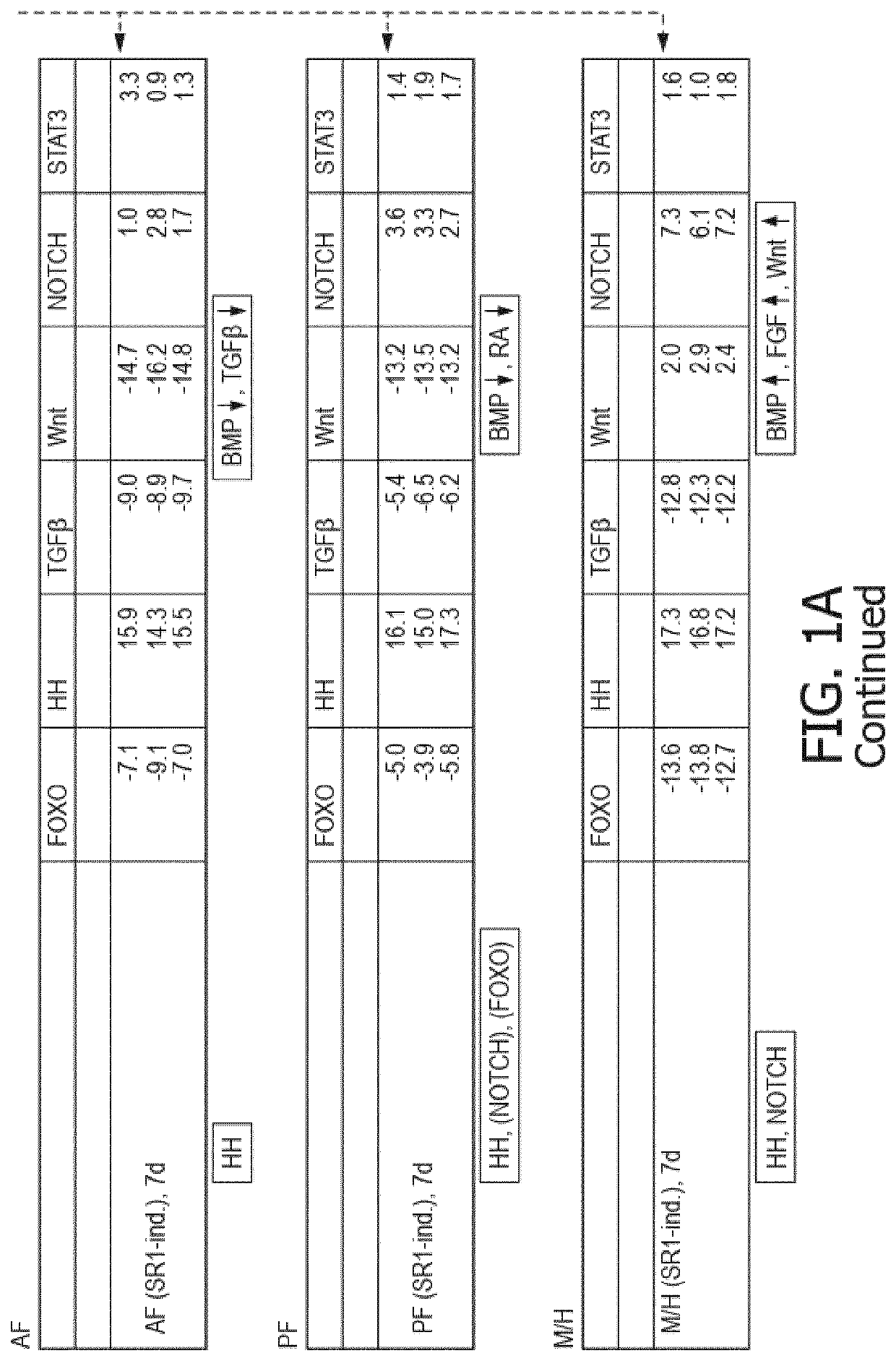 Functionalized substrate to manipulate cell function and differentiation