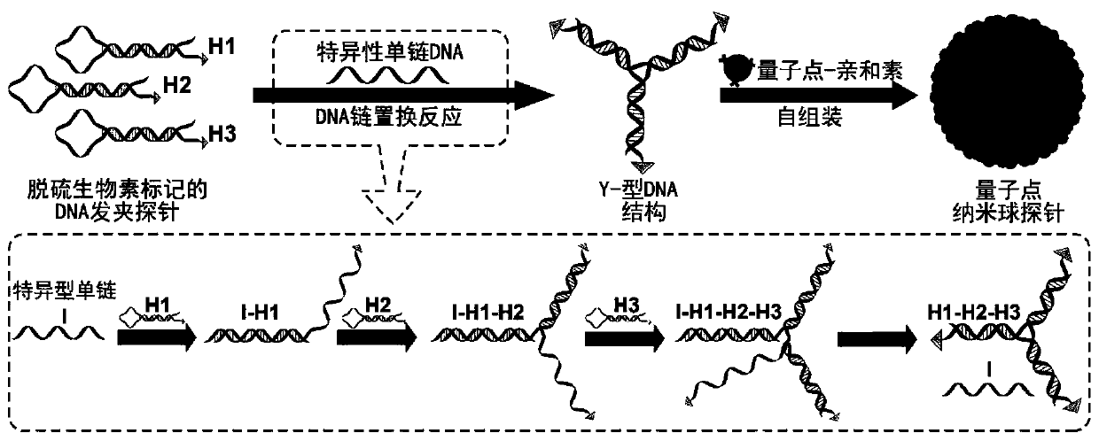 A highly sensitive and decomposable quantum dot nanosphere probe and its preparation method