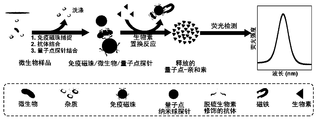 A highly sensitive and decomposable quantum dot nanosphere probe and its preparation method