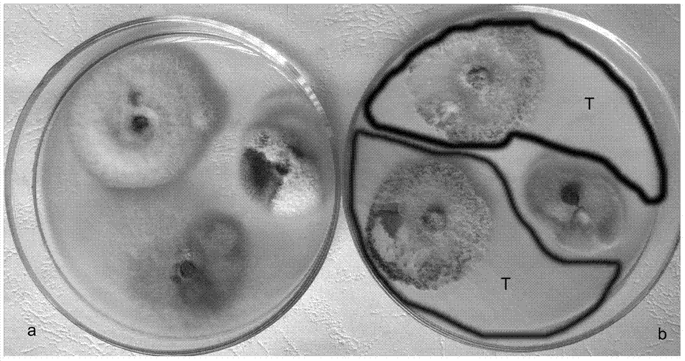 Trichoderma capable of preventing and treating root rot of loquat