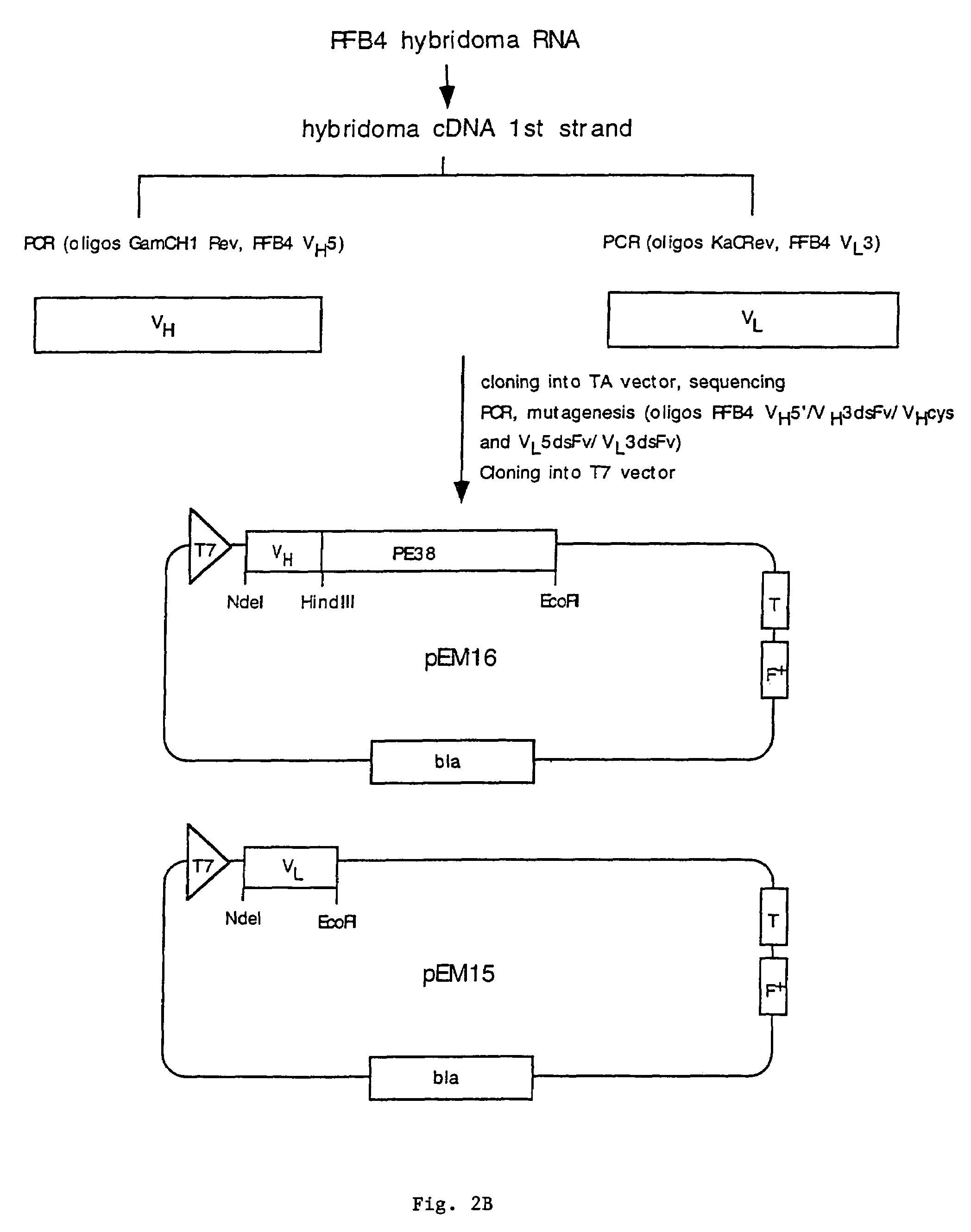 Recombinant antibodies and immunoconjugates targeted to CD-22 bearing cells and tumors