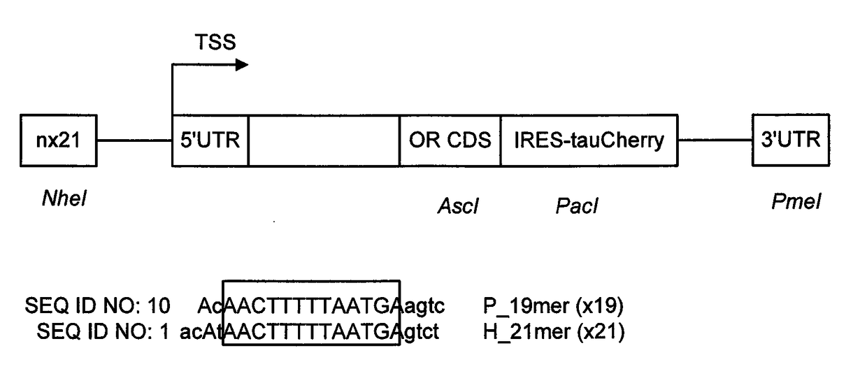 DNA sequence that increases odorant receptor representation in the olfactory system