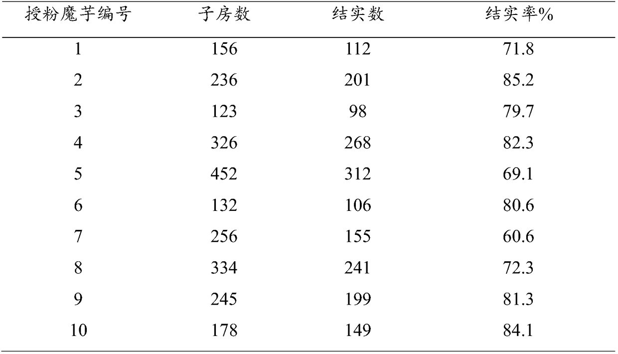 Method for improving fruiting rate of Amorphophallus albus and Amorphophallus konjac hybrid pollination