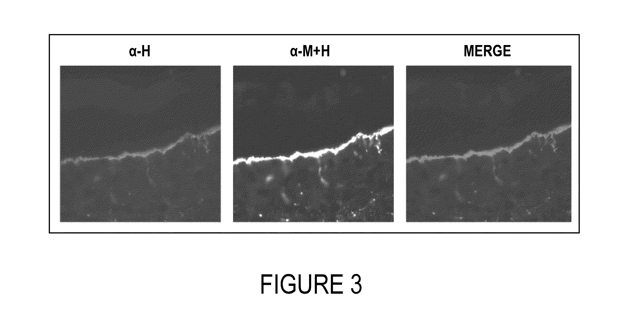 Methods and Agents for Wound Healing