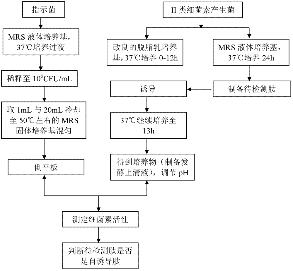 Method for detecting or detecting II type bacteriocin producing strain quorum sensing signal peptide in auxiliary mode