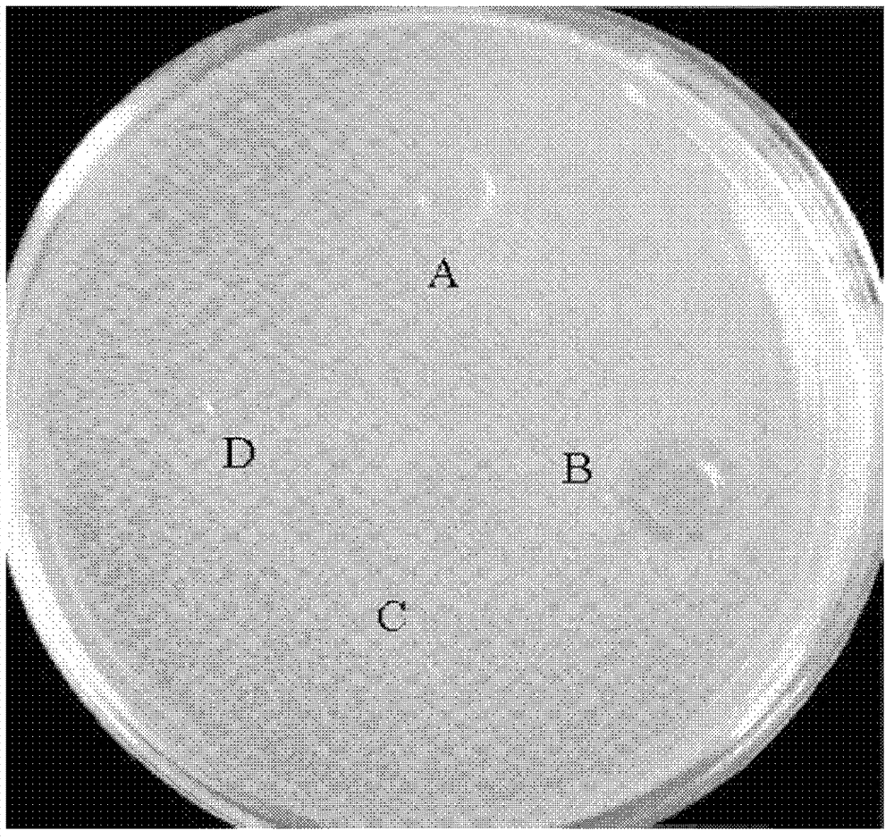 Method for detecting or detecting II type bacteriocin producing strain quorum sensing signal peptide in auxiliary mode