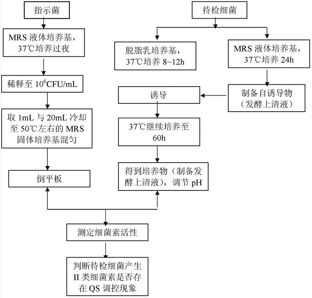 Method for detecting or detecting II type bacteriocin producing strain quorum sensing signal peptide in auxiliary mode