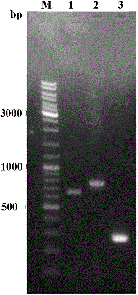 Method for targeted knockout of non-essential genes for Bombyx mori nuclear polyhedrosis virus replication