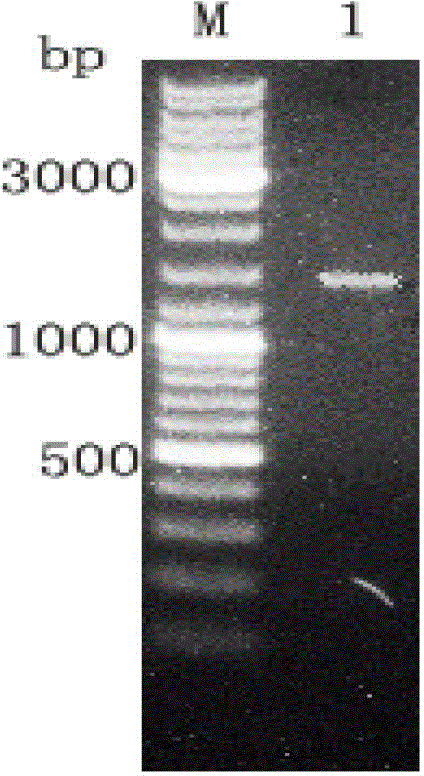 Method for targeted knockout of non-essential genes for Bombyx mori nuclear polyhedrosis virus replication