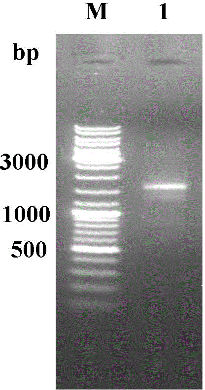 Method for targeted knockout of non-essential genes for Bombyx mori nuclear polyhedrosis virus replication