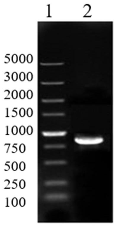 Microorganism producing poly-γ-glutamic acid and its construction method and application