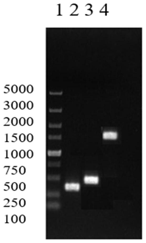 Microorganism producing poly-γ-glutamic acid and its construction method and application