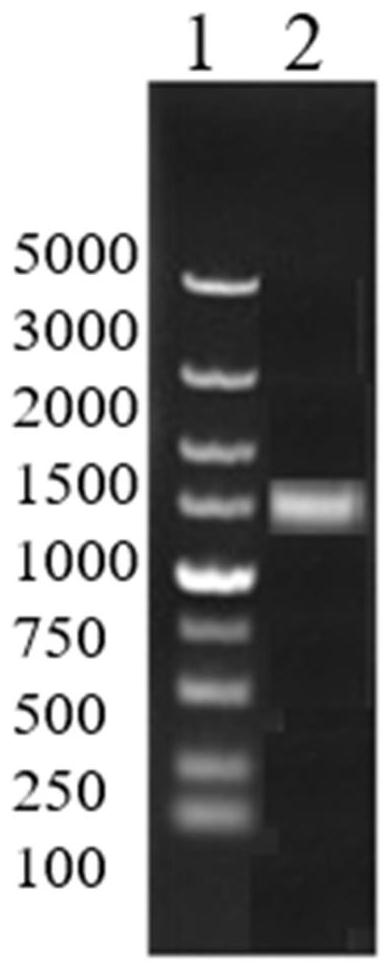 Microorganism producing poly-γ-glutamic acid and its construction method and application