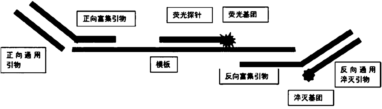 Primer, fluorescent probes and method for detecting target nucleic acid sequence