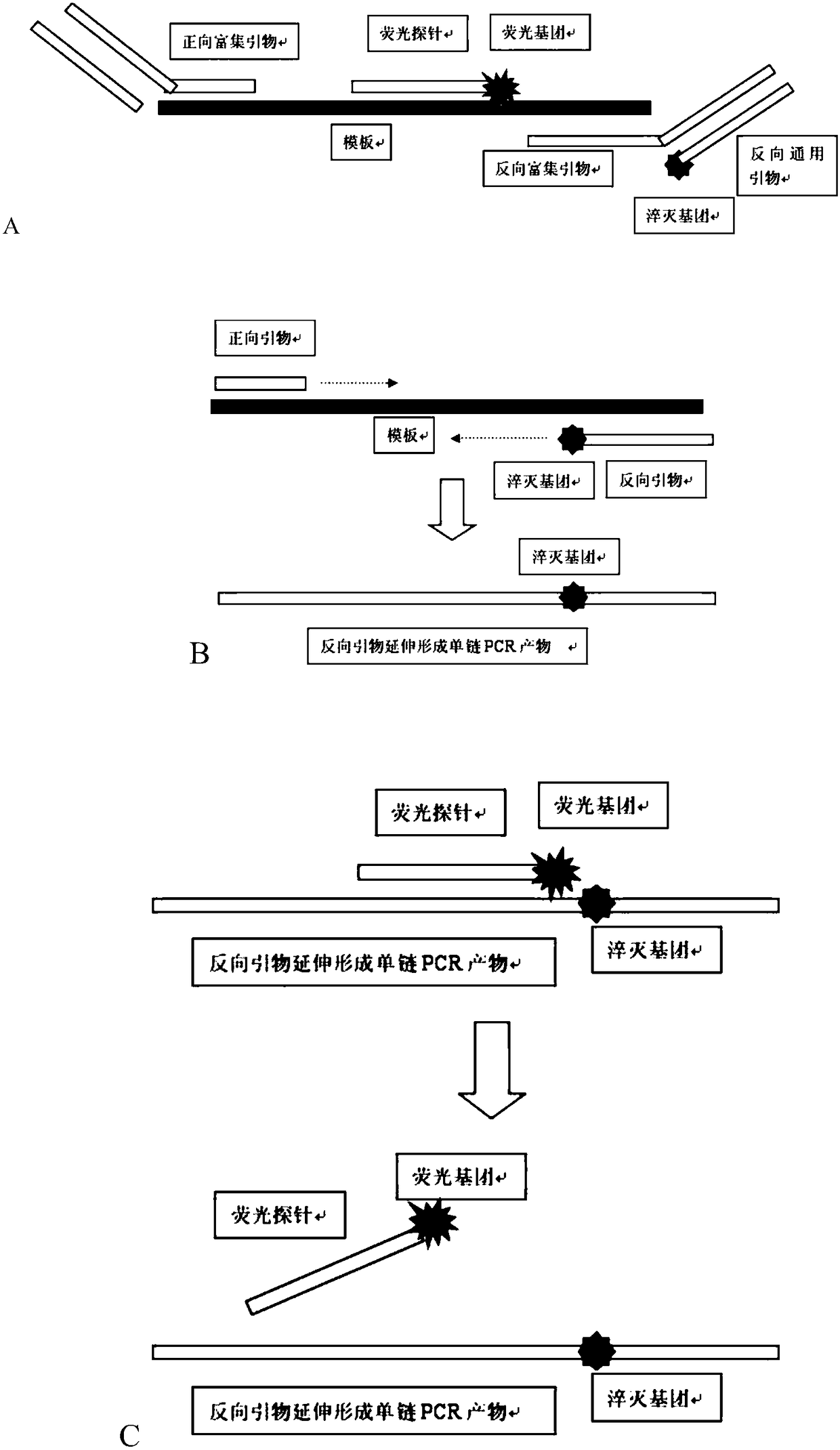 Primer, fluorescent probes and method for detecting target nucleic acid sequence