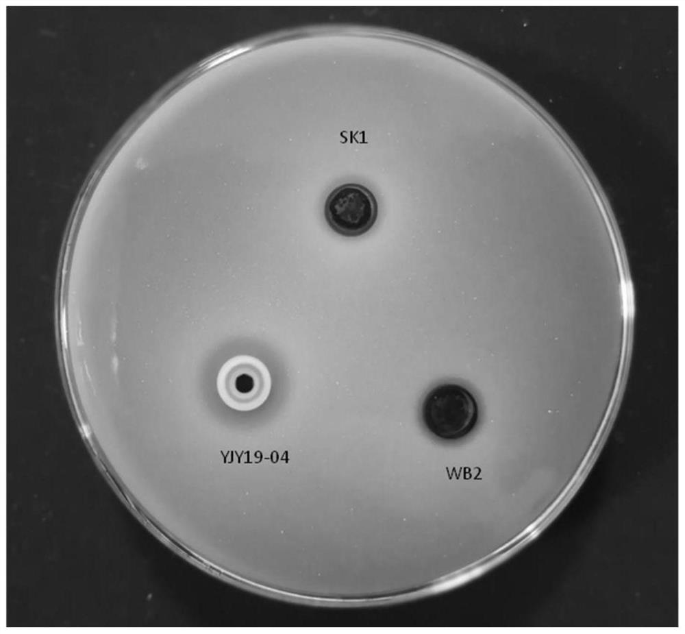 A kind of Klebsiella oxytoca and its application