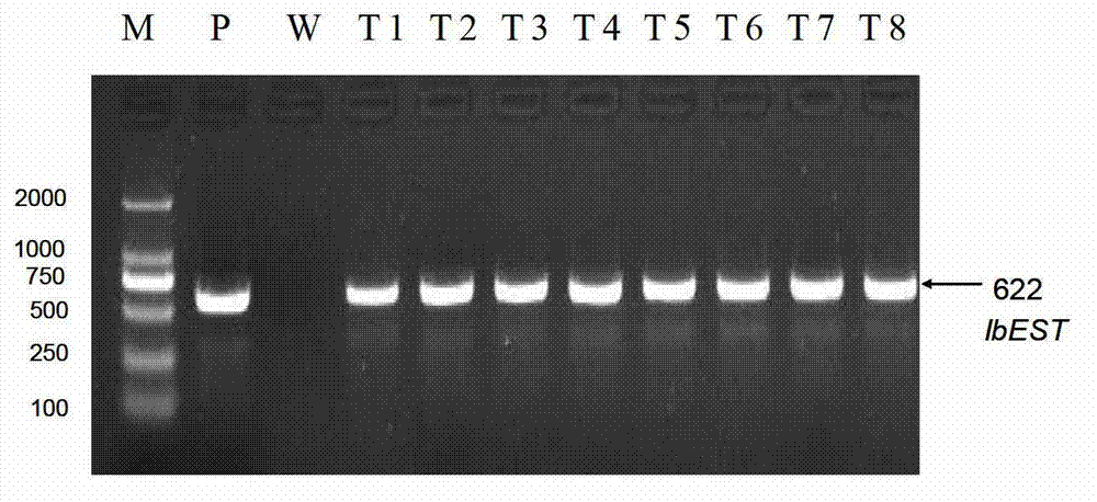 Salt resistance related protein IbEST of sweet potato and coding gene and application thereof