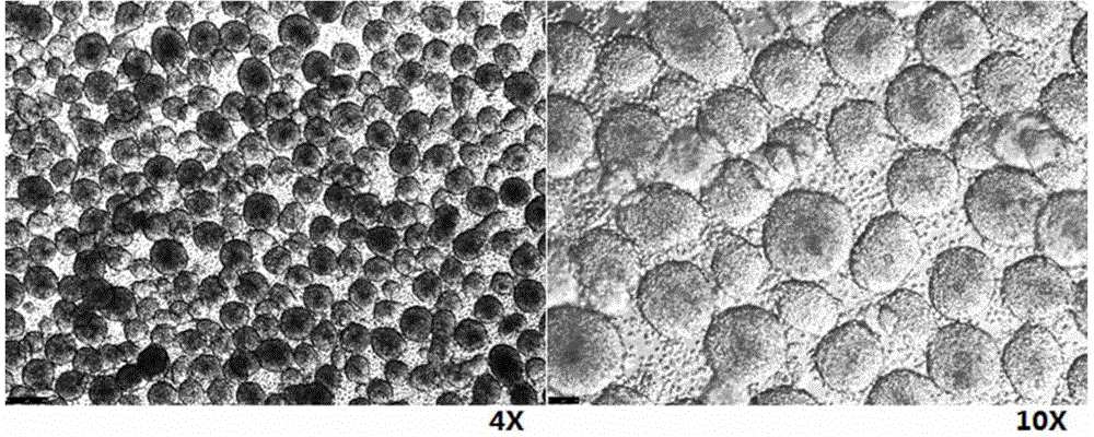 Passage method of pluripotent stem cells and application thereof