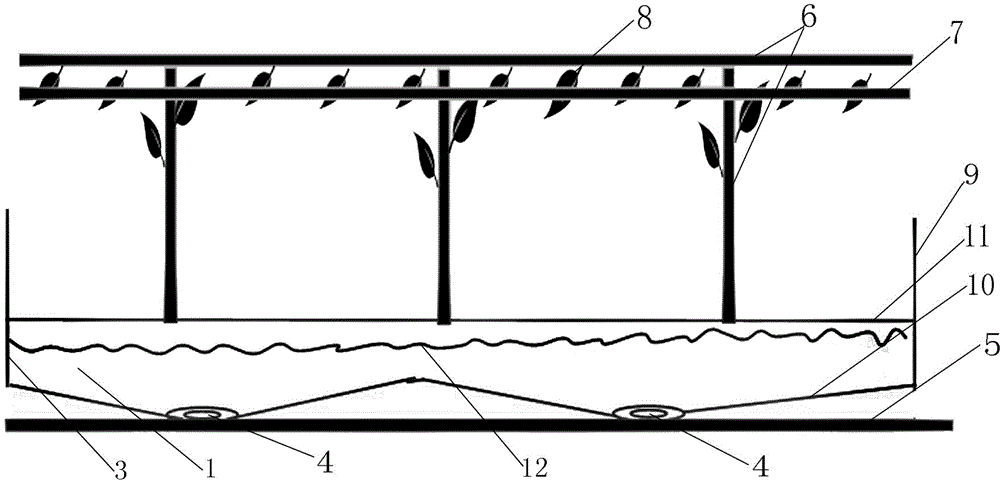 Original ecological quasipaa spinosa culture pond