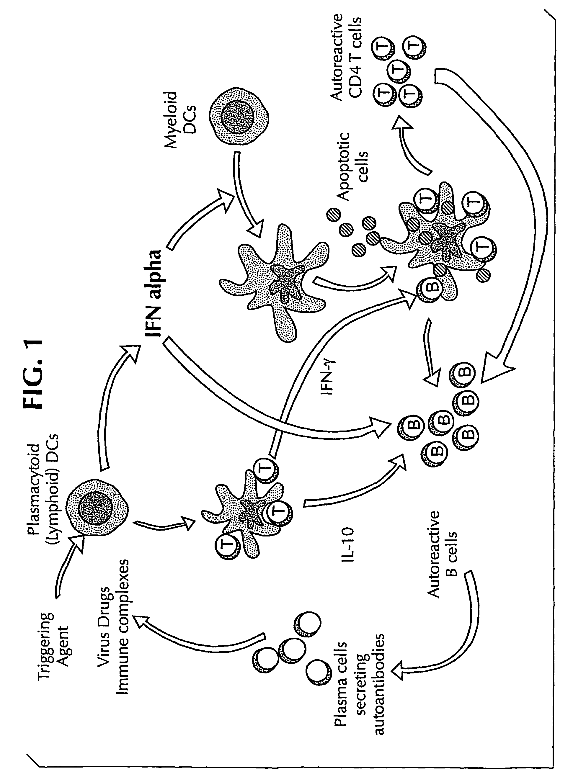 Methods for treating autoimmune diseases in a subject and in vitro diagnostic assays