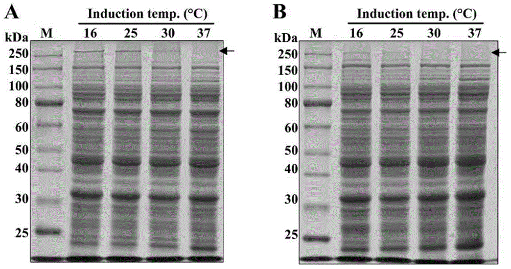 Spider dragline silk protein optimized expression method