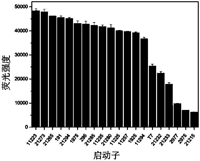 Escherichia coli pressure response type promoter and preparation method thereof