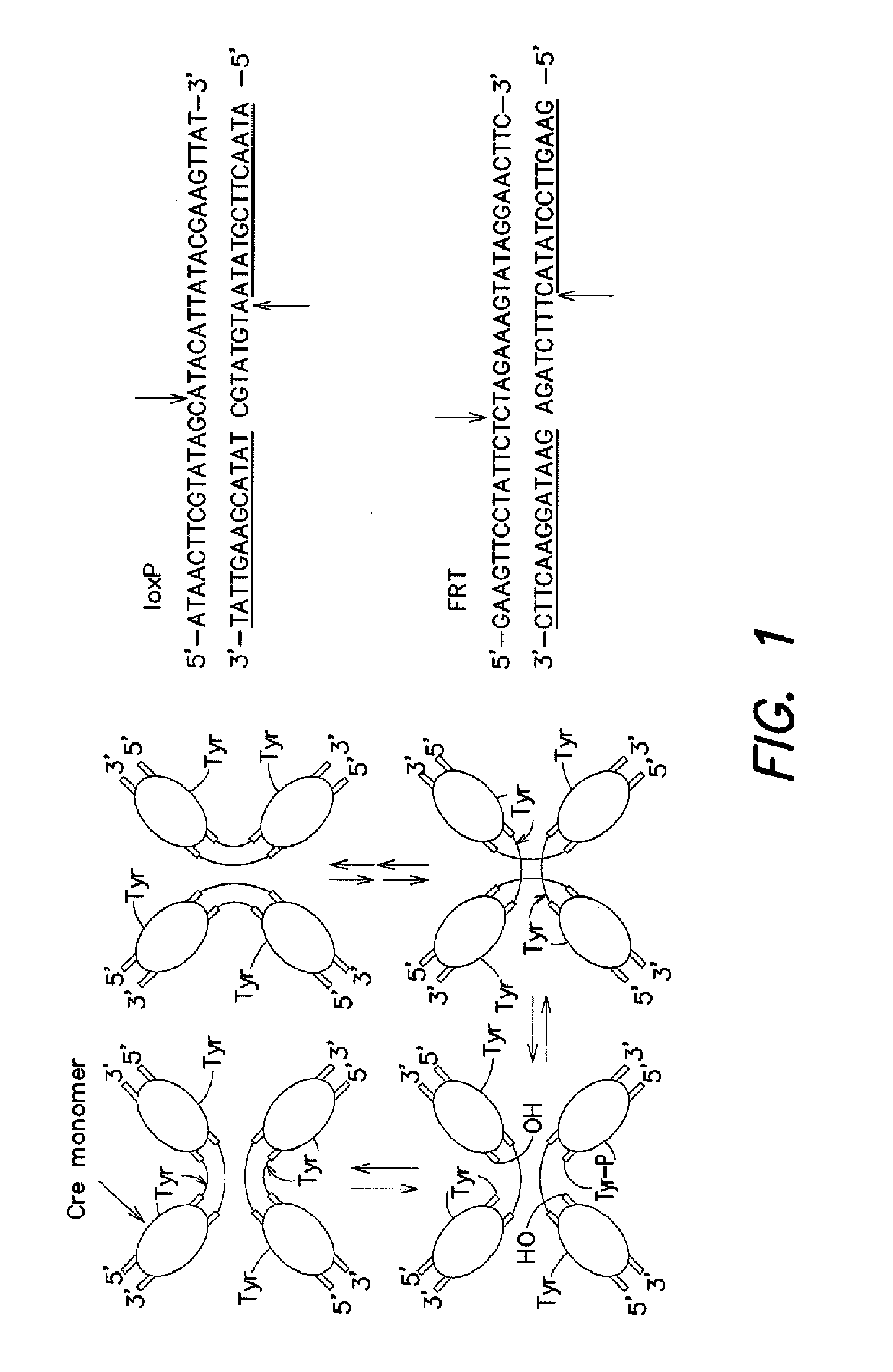 In vivo selection system for enzyme activity