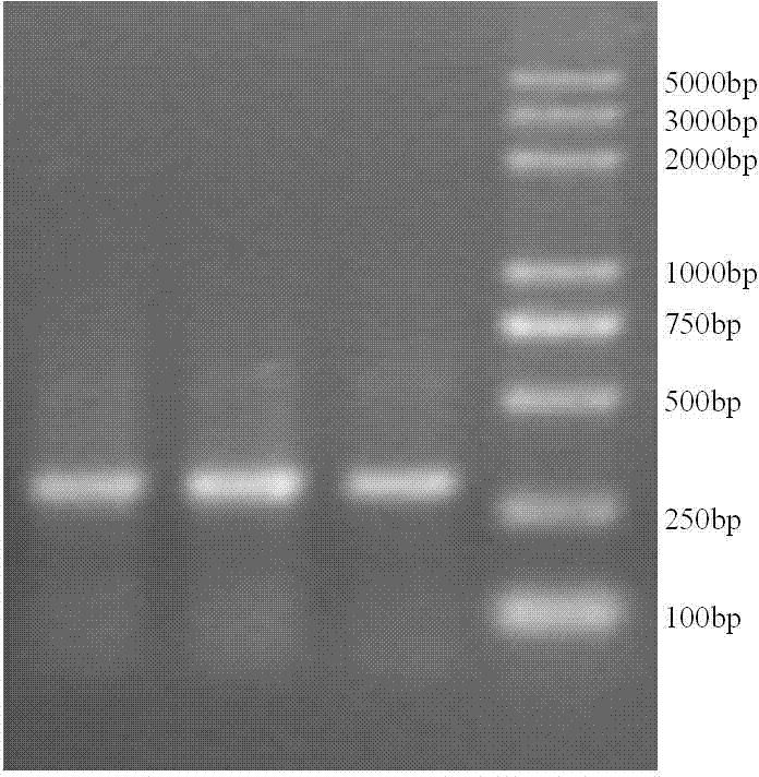 Molecule marking method for pig backfat thickness property