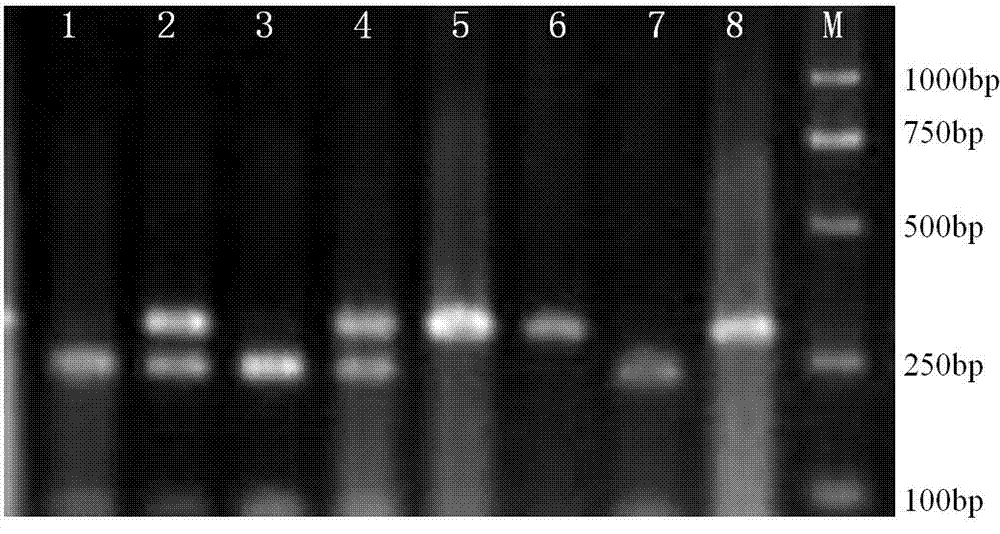 Molecule marking method for pig backfat thickness property