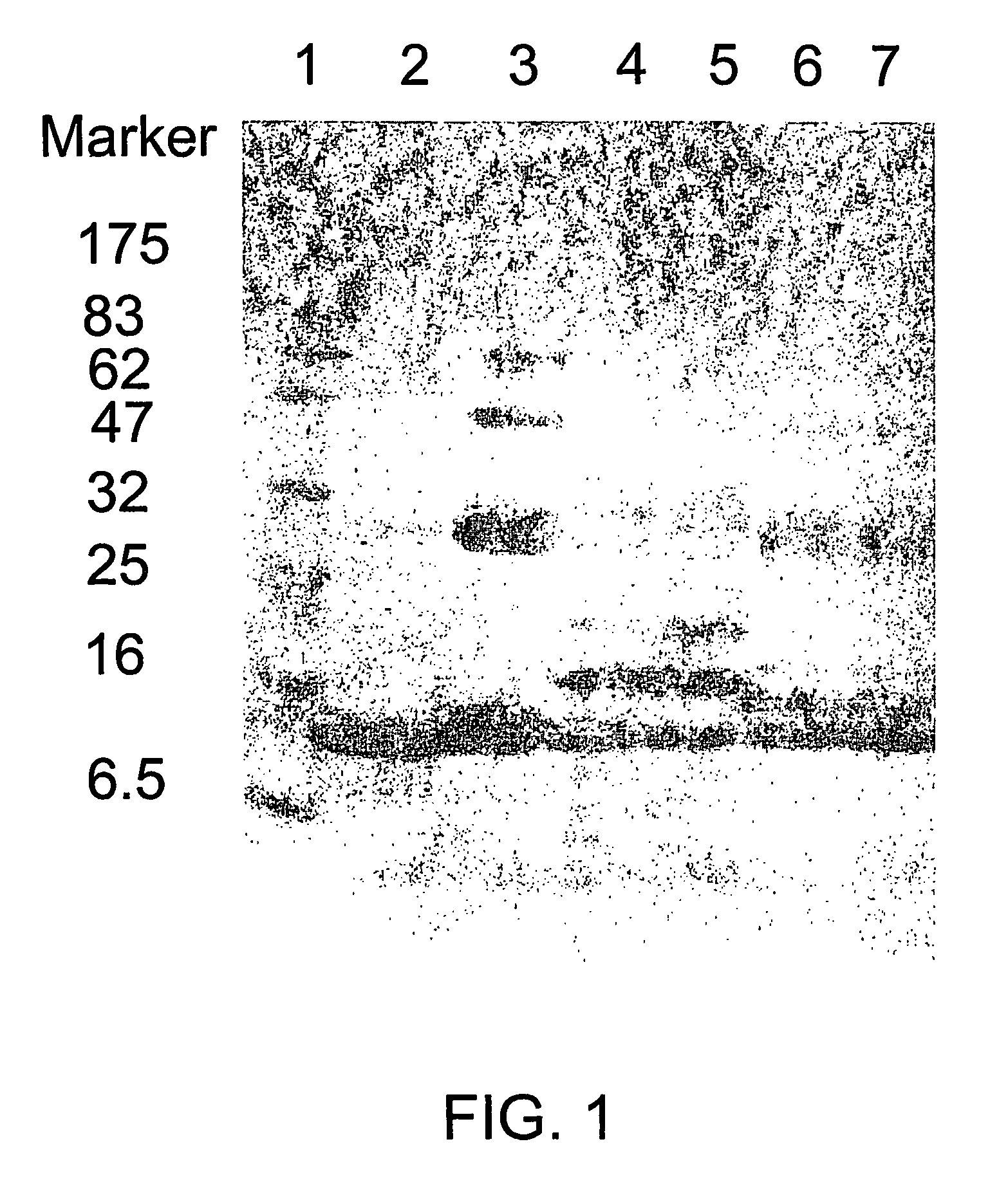 Melan-A- carrier conjugates