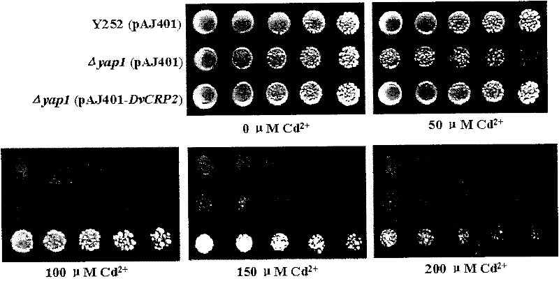 Gene DvCRP2 with Cd2+ resistant and Cu2+ resistant functions, encoding protein and application thereof