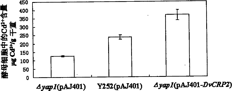 Gene DvCRP2 with Cd2+ resistant and Cu2+ resistant functions, encoding protein and application thereof