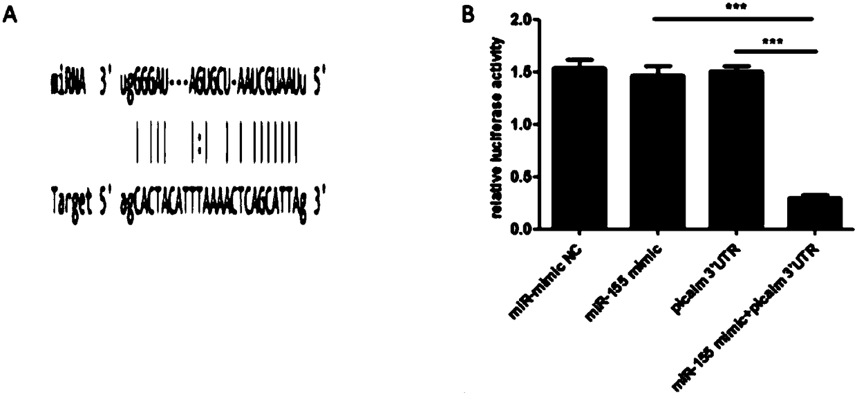 Application of hsa-miRNA-155-5p for preparing medicine for inhibiting human enterovirus 71