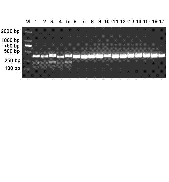 PCR-RFLP (Polymerase chain reaction-restriction fragment length polymorphism) method for quickly identifying panax notoginseng and analogue panax stipuleanatus