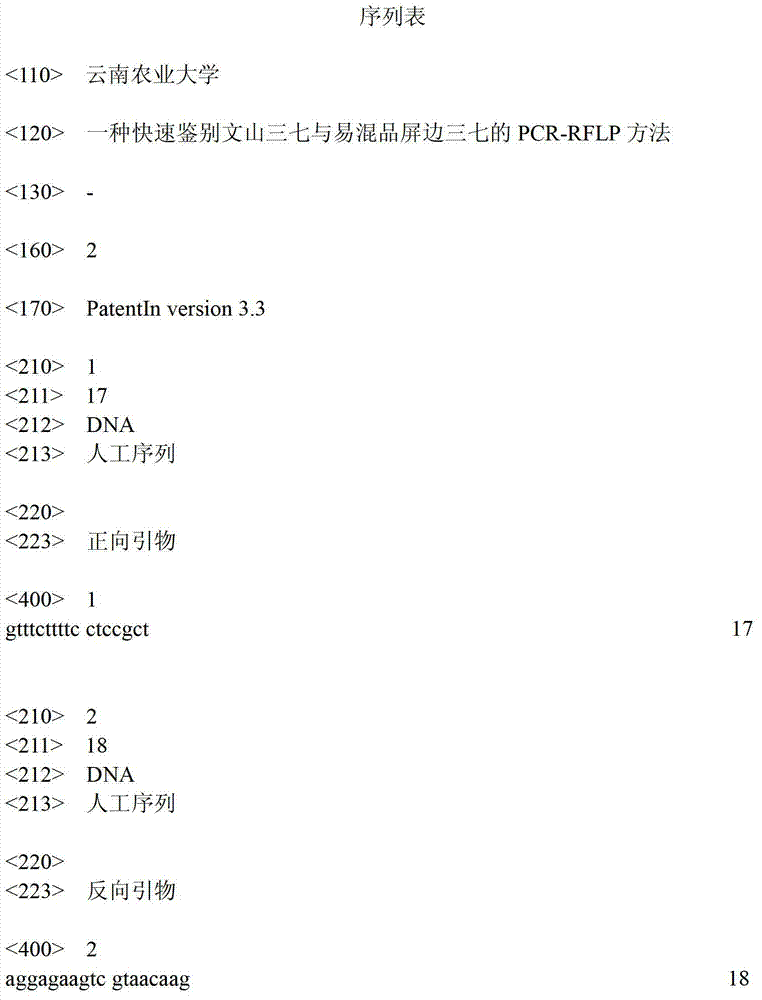 PCR-RFLP (Polymerase chain reaction-restriction fragment length polymorphism) method for quickly identifying panax notoginseng and analogue panax stipuleanatus