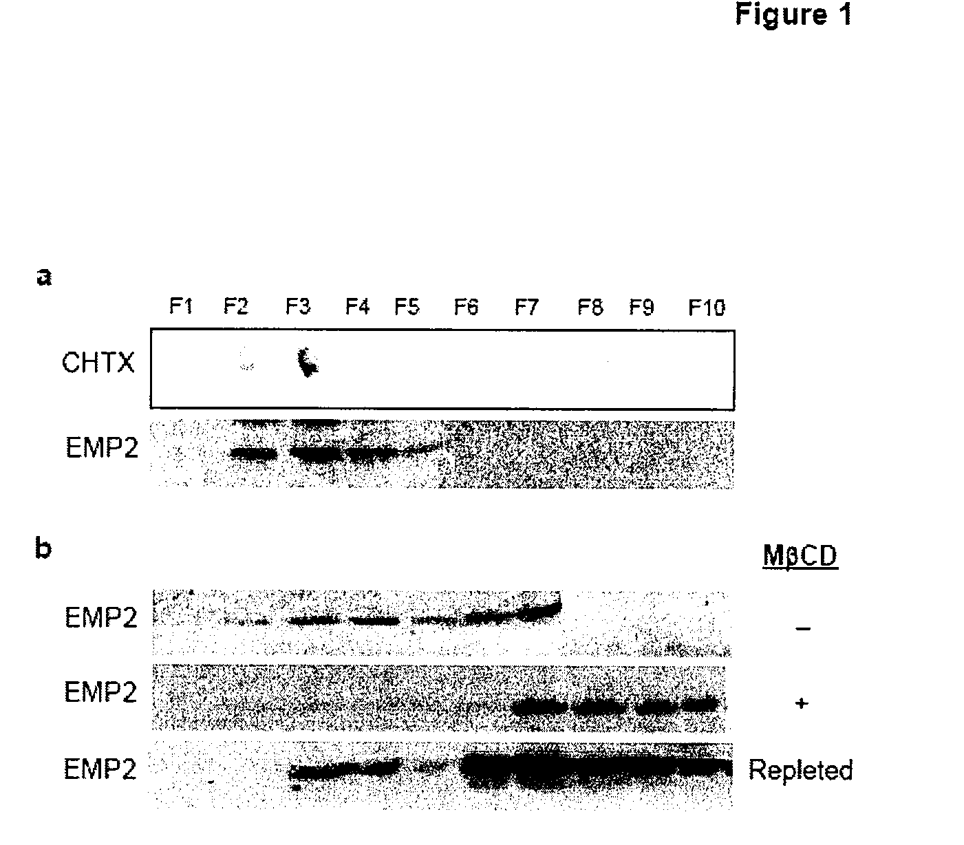 Prevention of chlamydia infection using a protective antibody